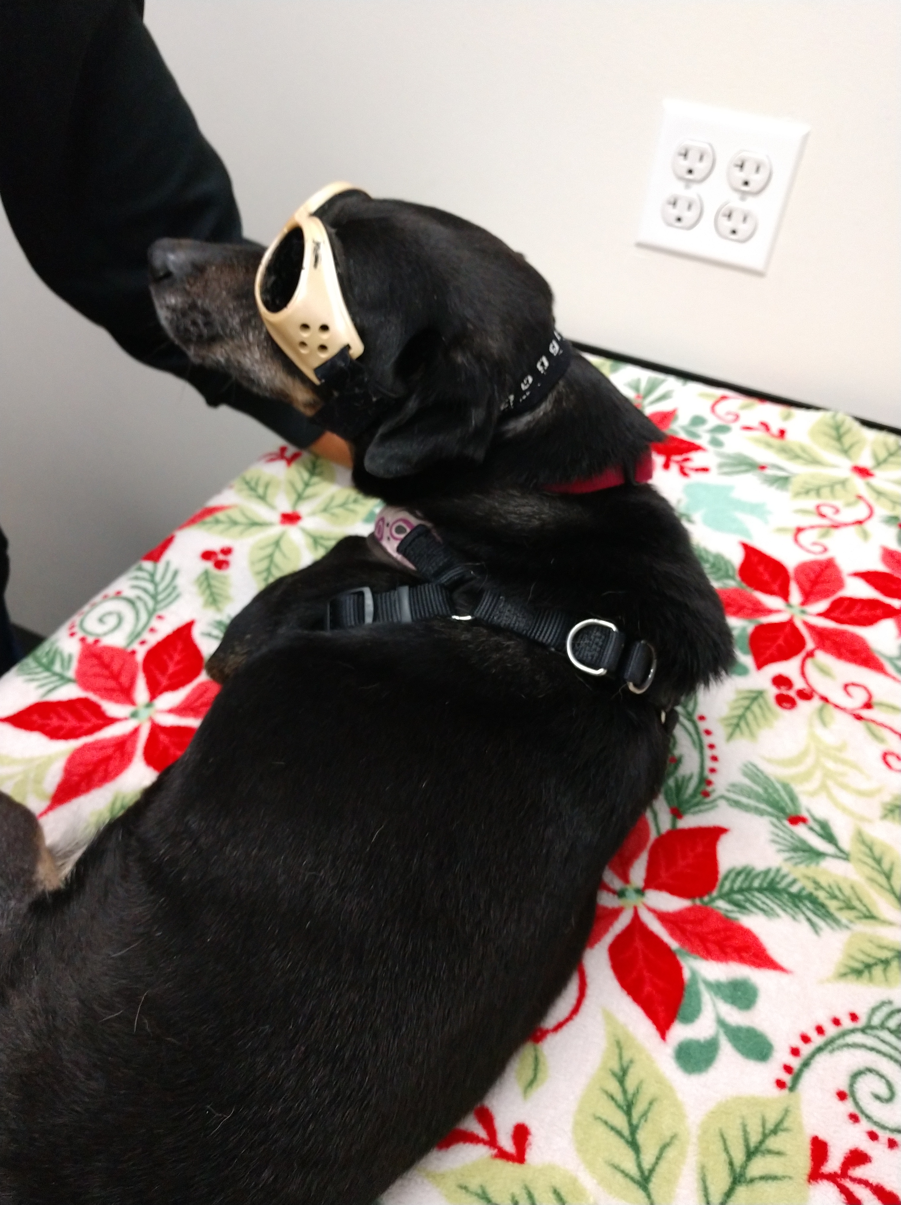 Angie in Doggles